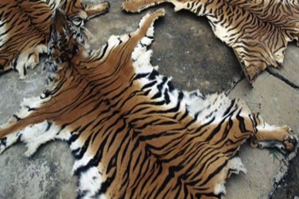 छत्तीसगढ़ के इंद्रावती टाइगर रिजर्व में बाघ की खाल के साथ 7 गिरफ्तार